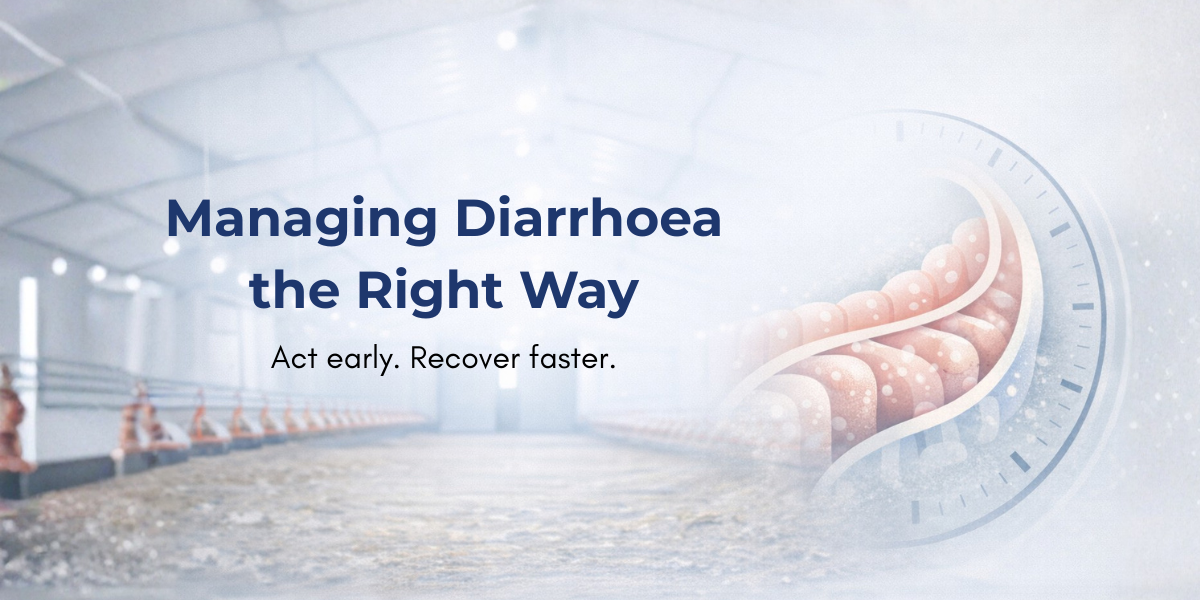 Diarrhoea in Poultry